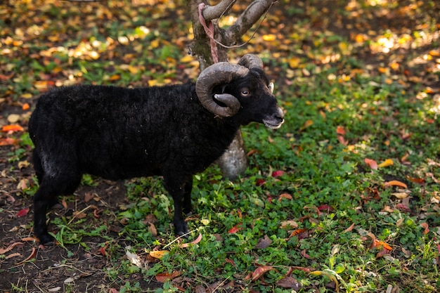 暖かい秋の公園でクローズアップ黒羊 プレミアム写真