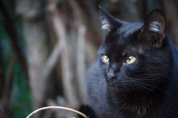 Close-up black shorthair cat with yellow eyes sits on the roof of the shed and carefully looks around Premium Photo