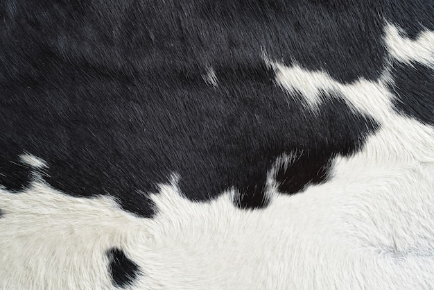 Premium Photo | Close-up on black and white cow skin fur texture