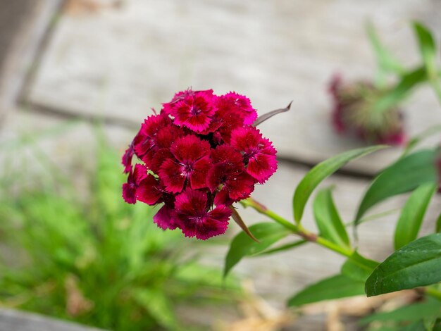 Premium Photo | Close-up of a blooming scarlet carnation in the