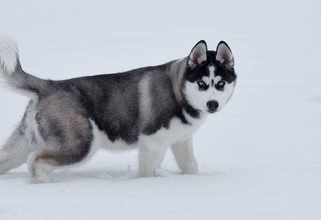 Premium Photo Close Up On Blue Eyes Of A Beautiful Husky Dog Siberian Husky Dog Outdoors Portrait Of Siberian Husky In The Nature In The Winter Time