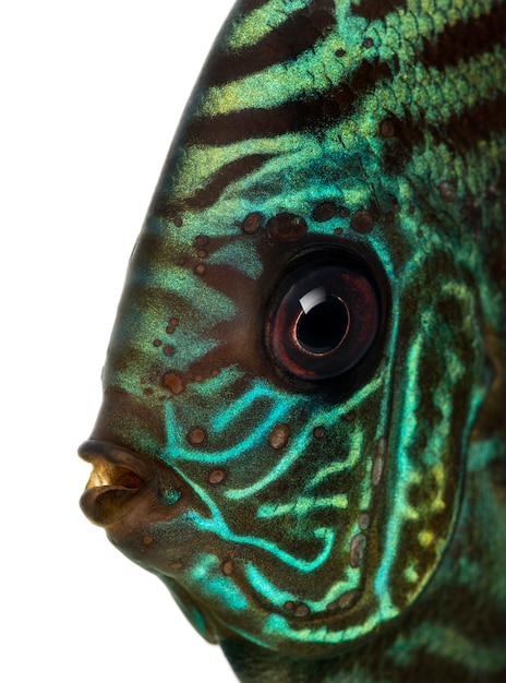 Premium Photo Close Up Of A Blue Snakeskin Discus Head Symphysodon Aequifasciatus Isolated