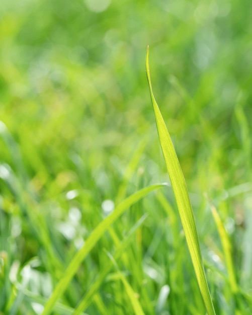 Free Photo | Close-up blurry grass leaves