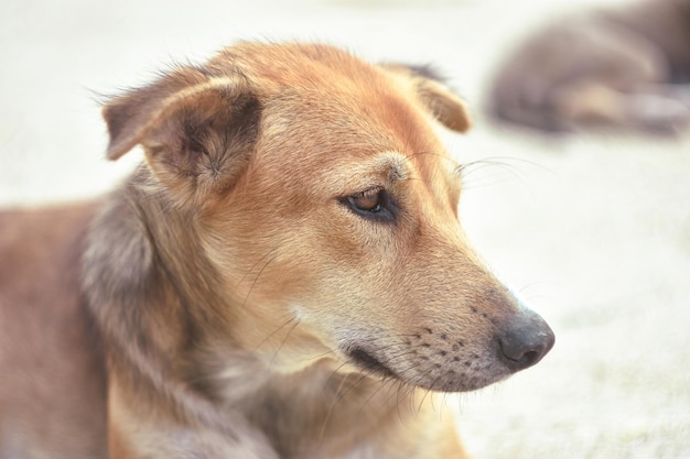 Premium Photo | A close-up of the brown dog face