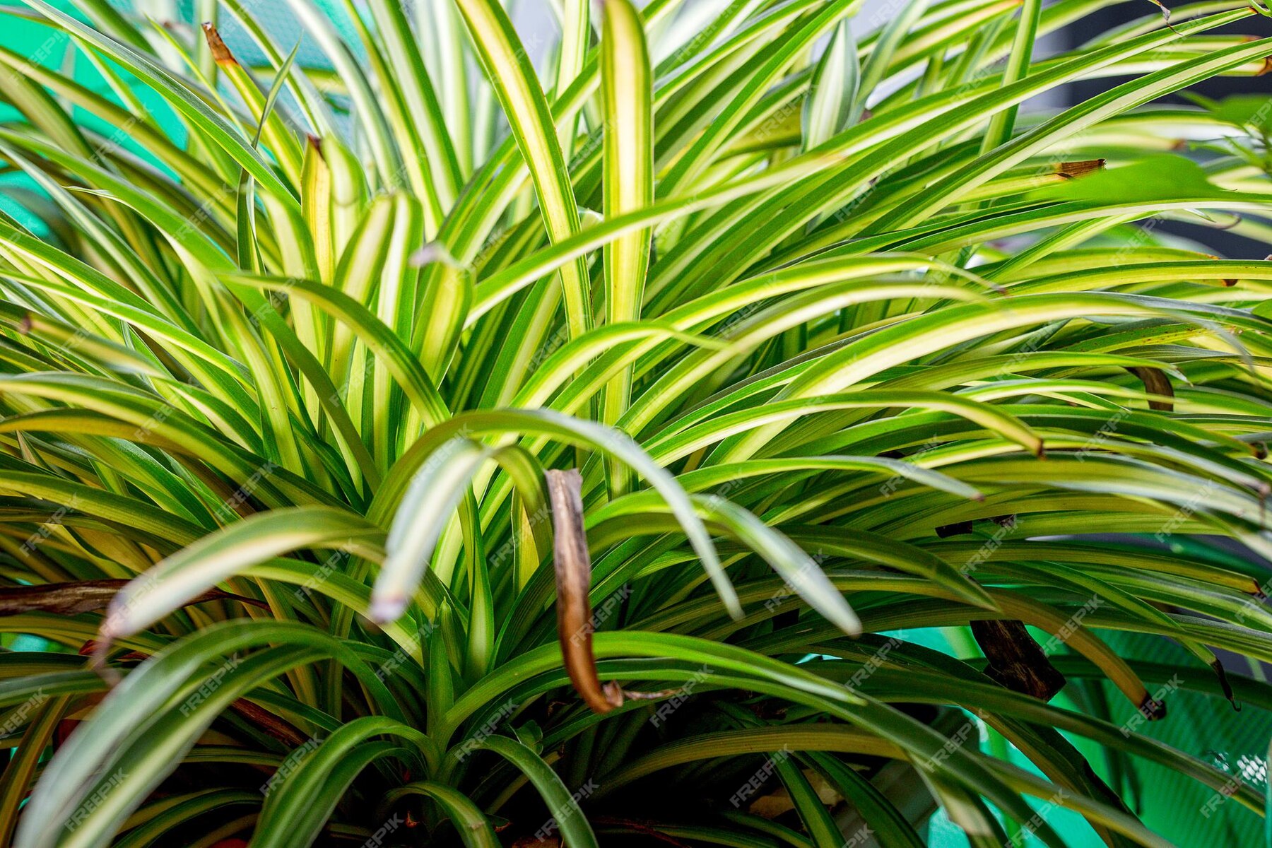 Premium Photo | Close up bush of spider ivy (spider plant, airplane ...