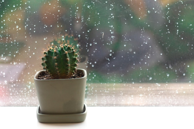 close-up-cactus-window-with-rainy-drop_4