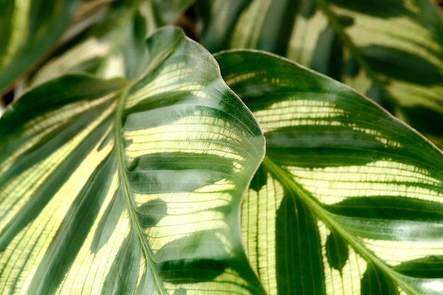 Premium Photo | Close up of calathea makoyana leaves background