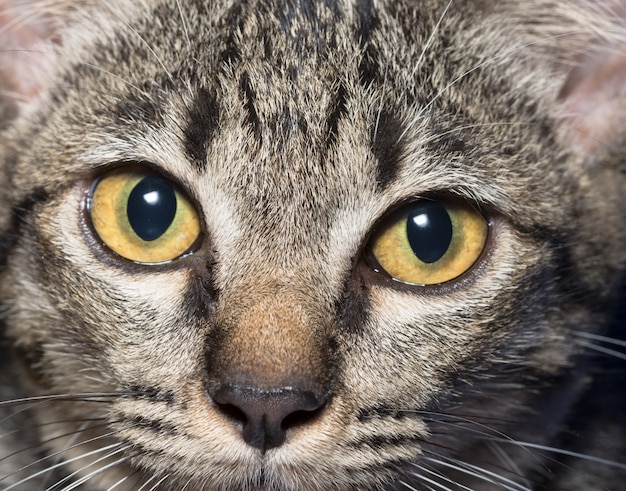 Premium Photo | Close-up cat eyes