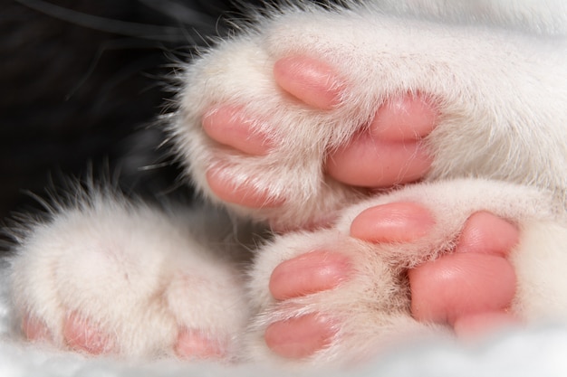 Premium Photo | Close-up of cat&#39;s paws with pink pads.