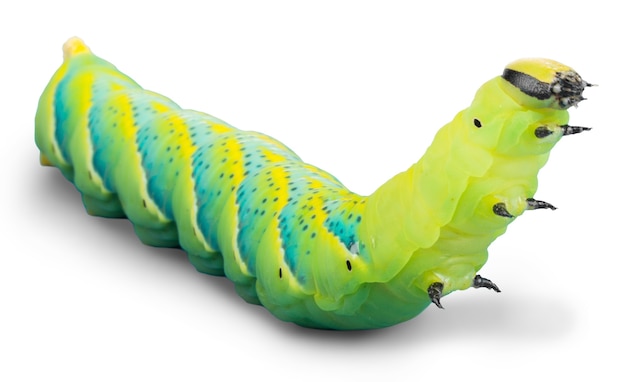 Premium Photo | Close up of the caterpillar (papilio xuthus). isolated ...