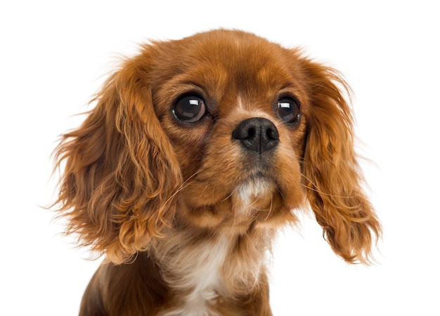 Close Up Of A Cavalier King Charles Spaniel Puppy Isolated On
