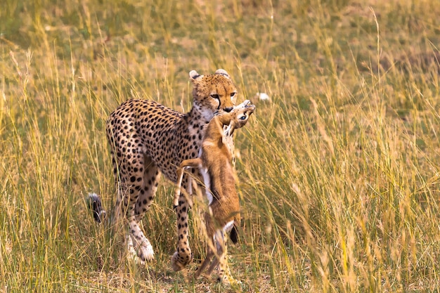 Premium Photo | Close up on cheetah with prey impala winner