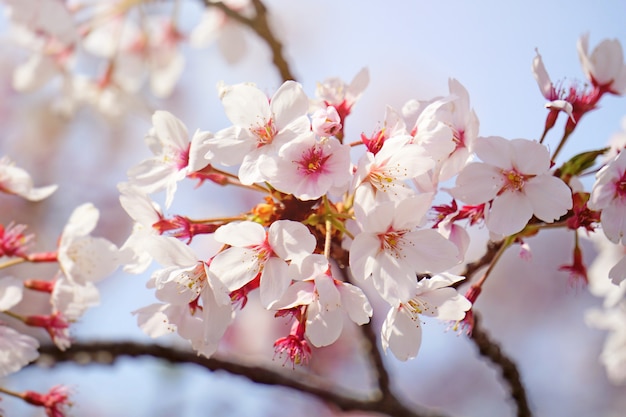 Premium Photo | Close-up cherry blossoms are blooming in bright ...