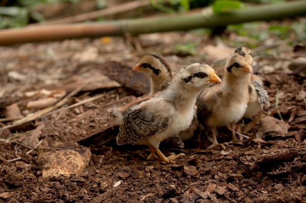 Premium Photo | Close up chick of wild red junglefowl(gallus gallus)