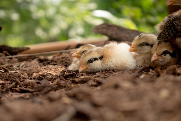 Premium Photo | Close up chick of wild red junglefowl(gallus gallus)