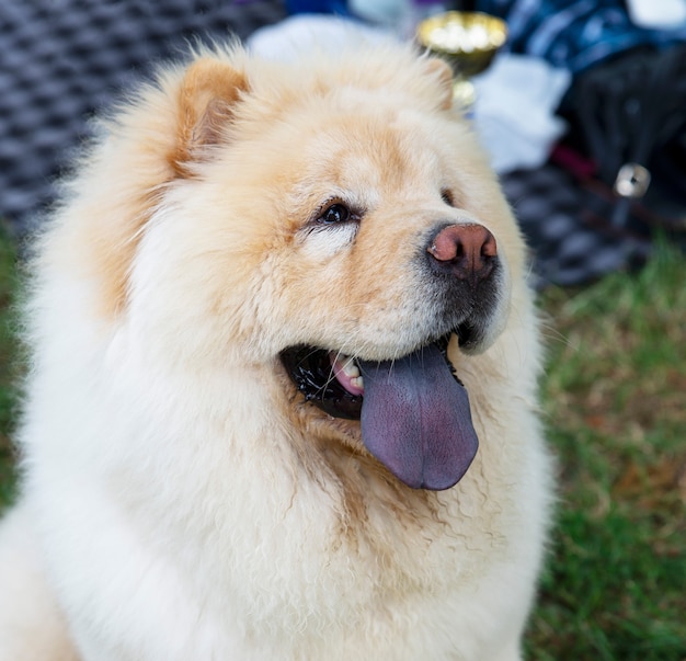 Premium Photo Close Up On Chow Chow Dog And The Blue Tongue