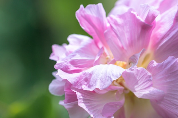 Premium Photo | Close up cotton rose hibiscus flower in a garden ...