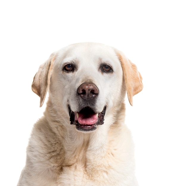 Premium Photo | Close-up of a cream labrador retriever panting, isolated