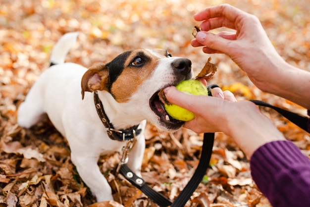 Free Photo | Close-up cute dog playing with owner