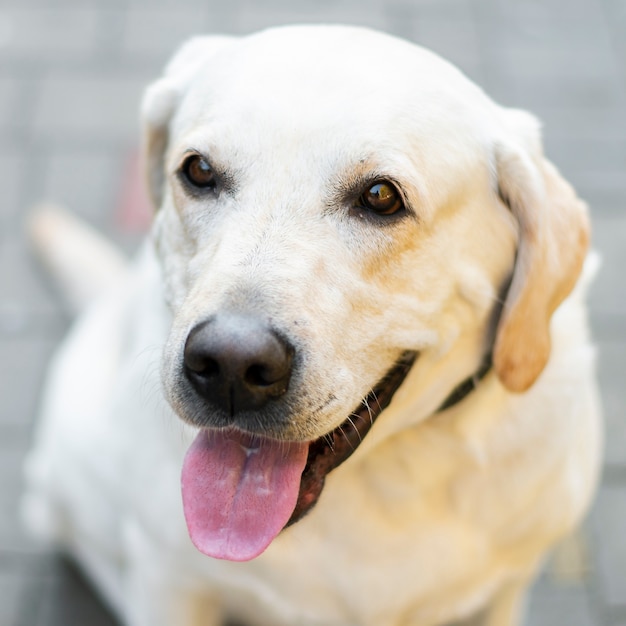 Free Photo | Close-up of cute labrador with tongue out