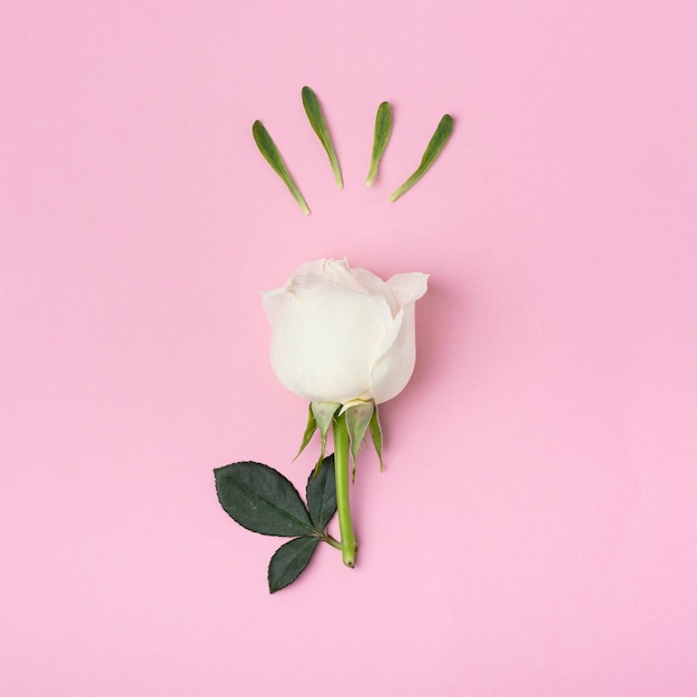 ピンクの背景にクローズアップかわいい白いバラ 無料の写真