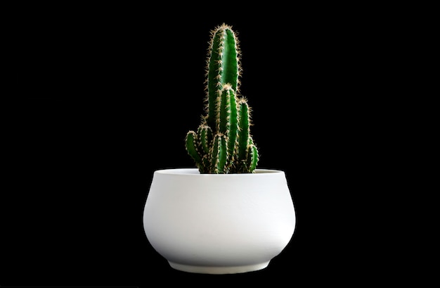 Premium Photo Close Up Dark Green Cactus Plant On White Pot Isolated On Black Background