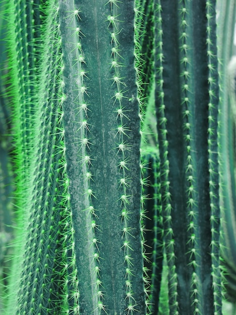 Premium Photo | Close-up of deep blue-green cardon cactus