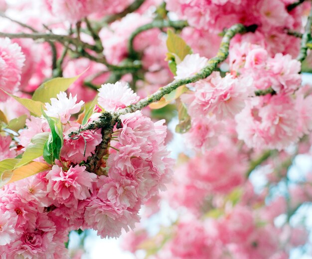 花木に繊細なピンクの春の花を閉じます プレミアム写真