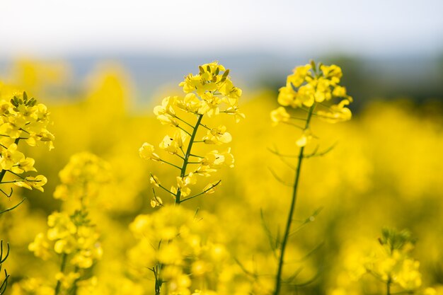 Premium Photo | Close Up Detail Of Blooming Yellow Rapeseed Plants In ...