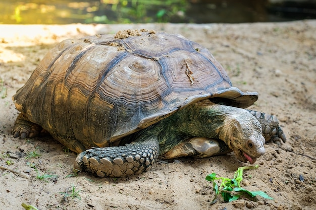 プレミアム写真 野生のメタリックで餌を食べるアフリカの芽生えられたカメ Centrochelys Sulcata のクローズアップの詳細