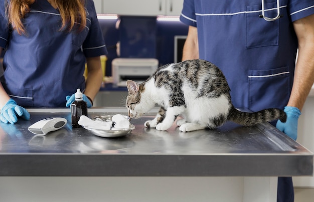 Closeup doctors near cat smelling medicine Photo Free Download