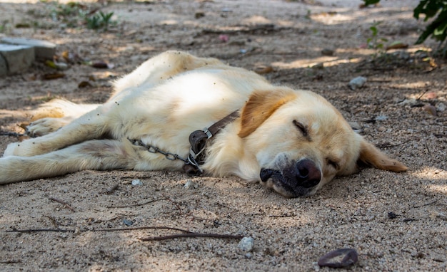 Close up of dog is sleeping on ground in the garden. | Premium Photo