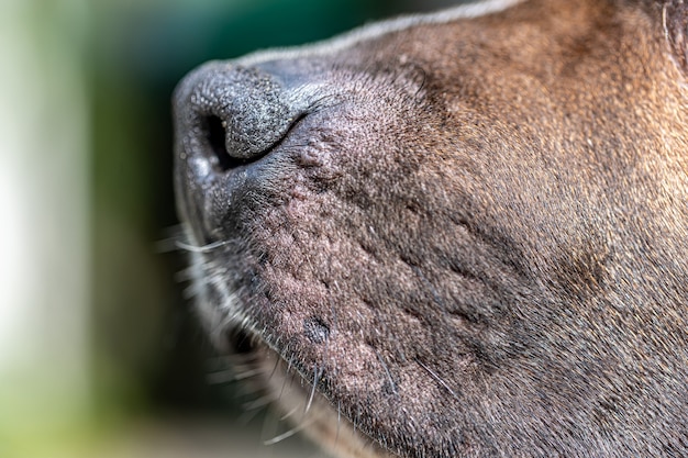 Free Photo | Close up of dog nose, labrador nose in focus.