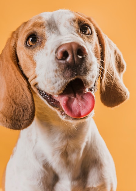 free-photo-close-up-dog-sticking-out-his-tongue