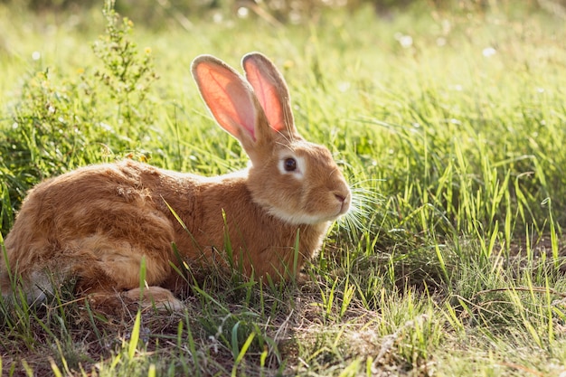草の中のクローズアップ国内ウサギ 無料の写真