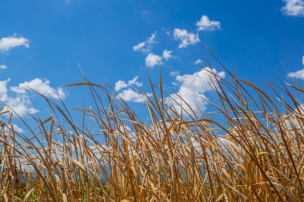 Premium Photo Close Up Dry Grass With Blue Sky