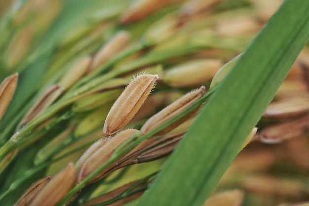 Premium Photo Close Up Of Dry Paddy Rice And Rice Leaf Selective Focus