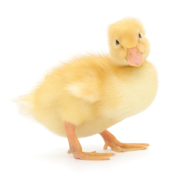 Premium Photo | Close up duckling in studio