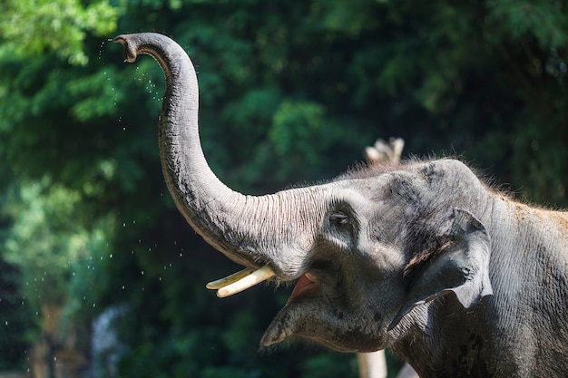 Free Photo | Close-up of elephant with raised trunk