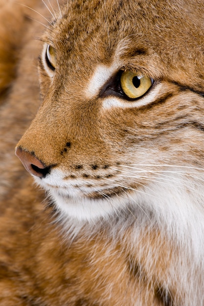 Premium Photo | Close-up of a eurasian lynx's head - lynx lynx on a