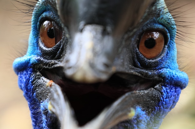 Premium Photo | Close up face of beautiful cassowary bird have vivid ...