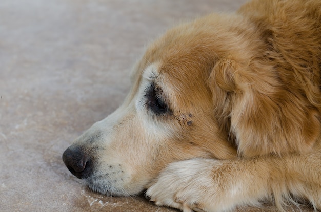 Premium Photo | Close up on face of golden retriever dog