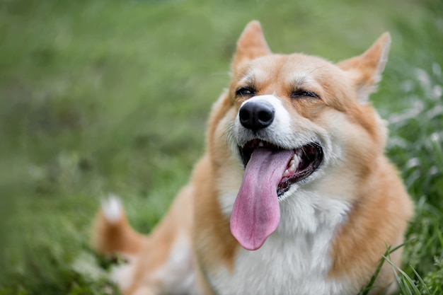 Premium Photo | Close up fase of cute ginger welsh corgi pembroke dog ...