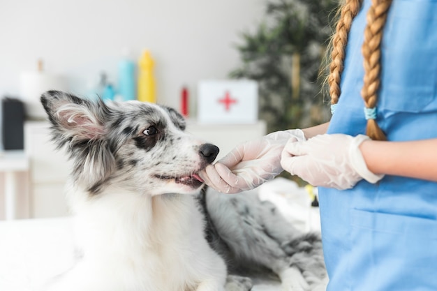 download animal hospital download animal hospital