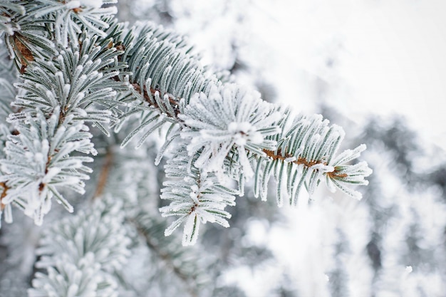 Betydelig Støv kryds Premium Photo | Close up of fir tree branch in the snow. winter nature  background.