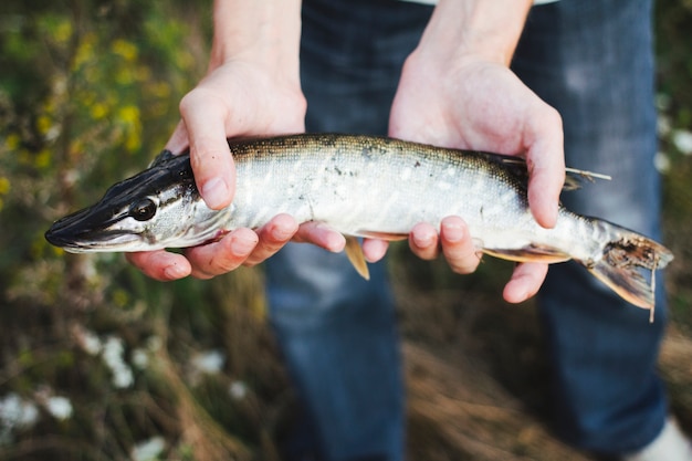 Free Photo | Close-up of a fisherman's hand holding fresh fish