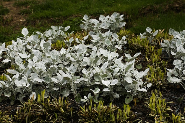 Premium Photo Close Up A Flower Bed With Round Felt And Silvery Leaves Of Common Ragweed Or Dusty Mill Cirrus Senecio Cineraria Cirrus