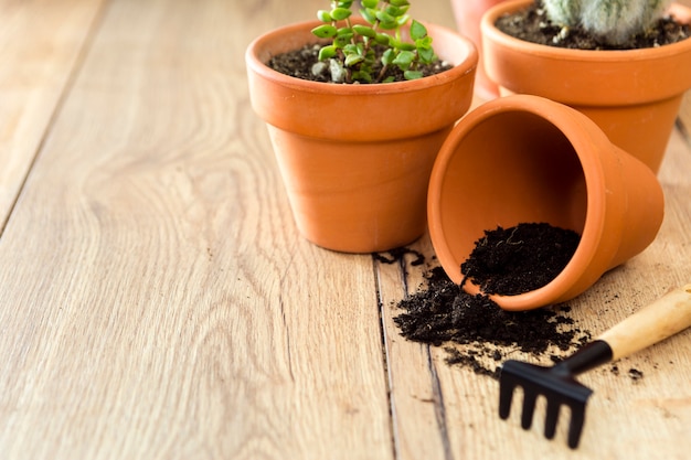 Close-up flower pot with soil and plants | Free Photo