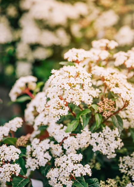Closeup of flowering shrub bridal wreath spirea Free Photo
