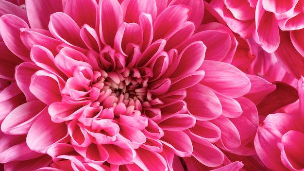 ピンクの花びらのクローズアップの花 無料の写真